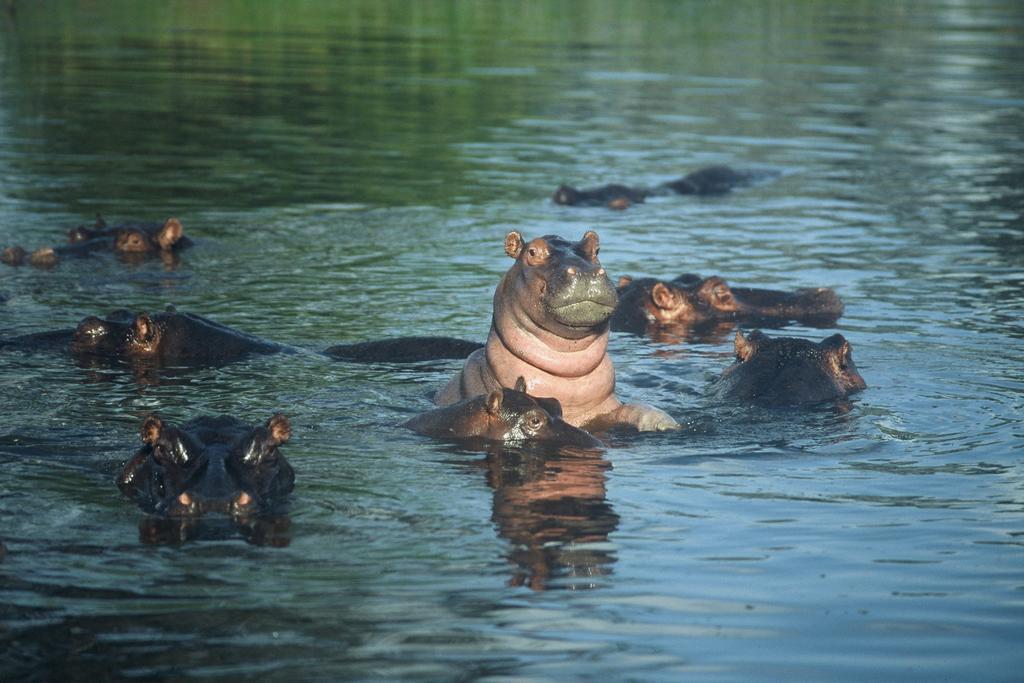 Komati River Chalets Komatipoort Zewnętrze zdjęcie
